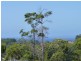 21 Rose Gum Avenue, Ulladulla NSW 2539