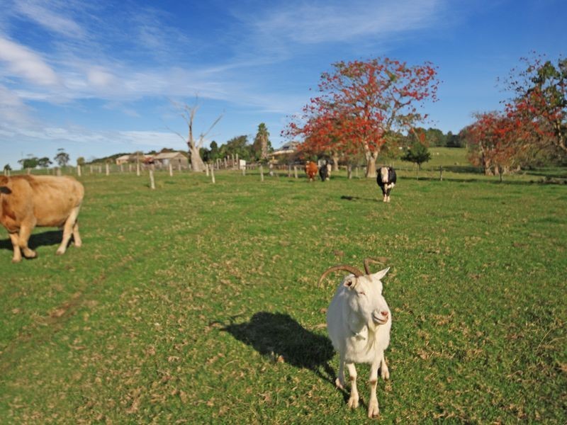 24 Evans Lane, Milton NSW 2538