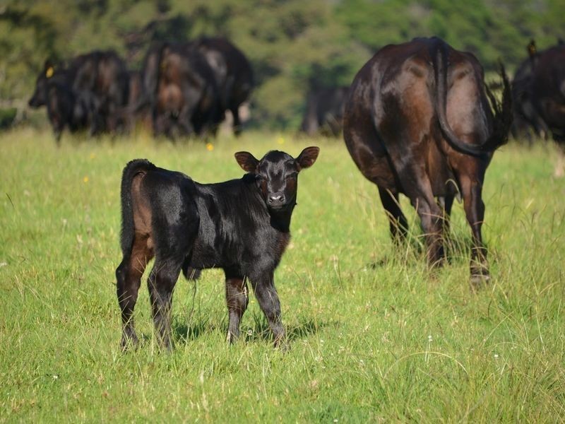 Lot 15 Bonnie View Drive, Milton NSW 2538