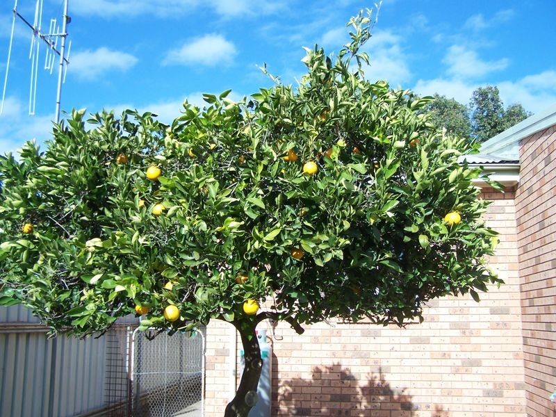 26 Gobolion Street, Wellington NSW 2820