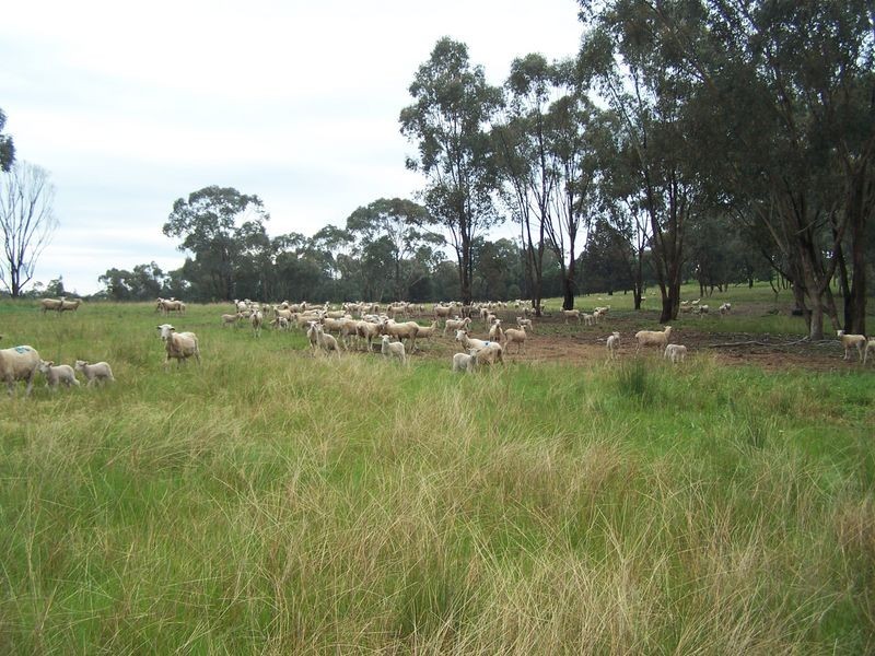 Mountain Tops, Curra Creek, Wellington NSW 2820