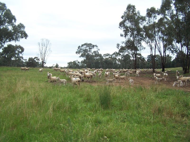 Mountain Tops, Curra Creek, Wellington NSW 2820