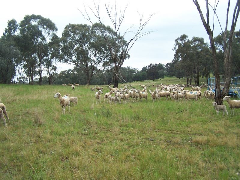 Mountain Tops, Curra Creek, Wellington NSW 2820