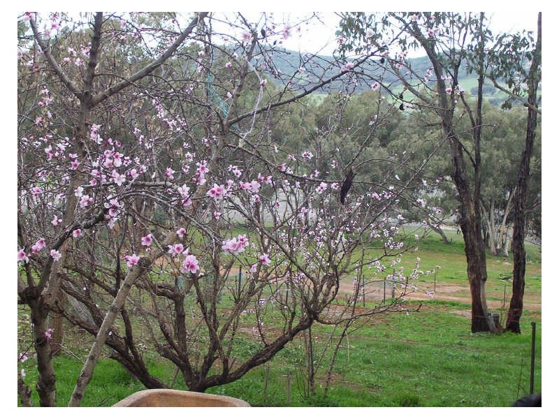 Shekinah, Dripstone Road, Wellington NSW 2820