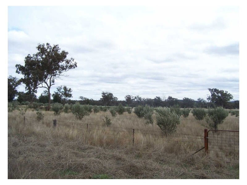 153 Little River Road  Arthurville, Wellington NSW 2820