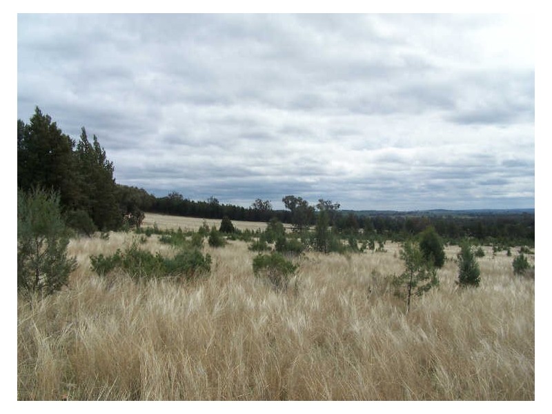 153 Little River Road  Arthurville, Wellington NSW 2820