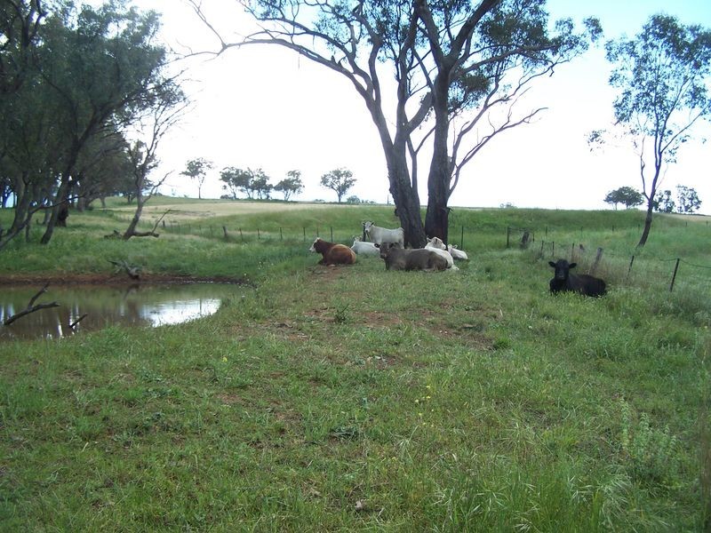 The Plateau, Dripstone Road, Wellington NSW 2820