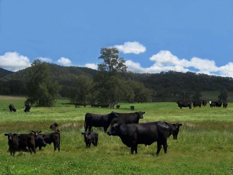 Kurrool  678 Blathery Creek Road, Wellington NSW 2820