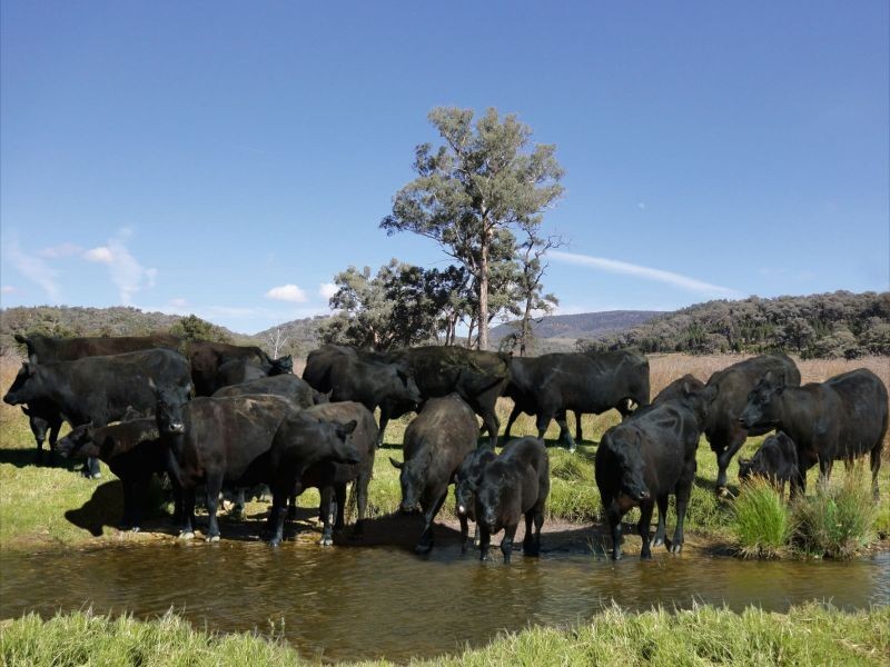 Kurrool  678 Blathery Creek Road, Wellington NSW 2820