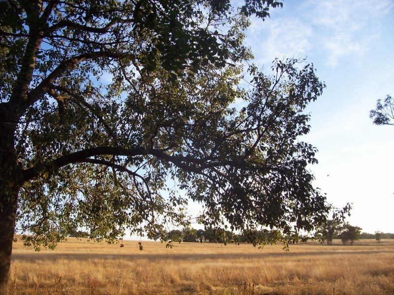 Kurrool  678 Blathery Creek Road, Wellington NSW 2820