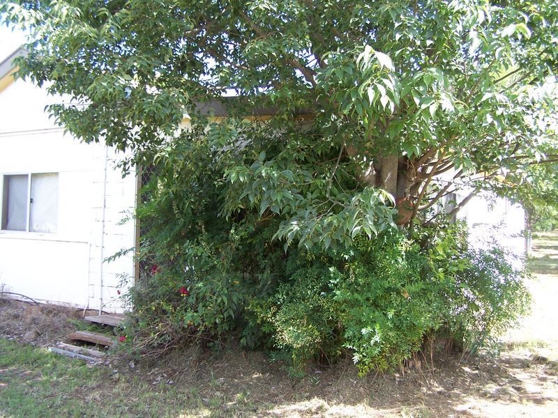 113 Gobolion Street, Wellington NSW 2820