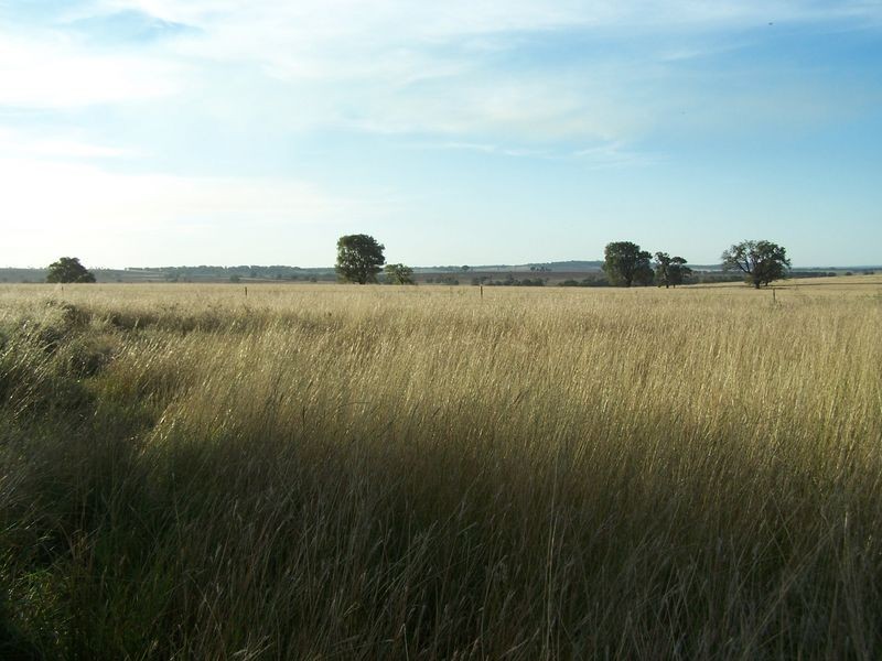 Woodlands Dunedoo Road, Wellington NSW 2820