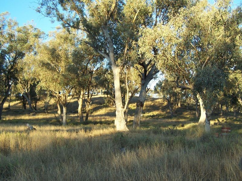 Twin Tops 9232 Mitchell Highway, Wellington NSW 2820