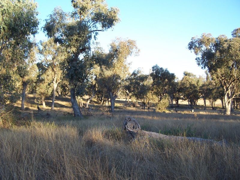 Twin Tops 9232 Mitchell Highway, Wellington NSW 2820