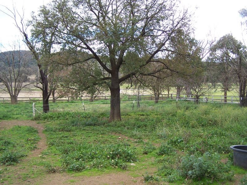 Bogart Park 205 Caves Road, Apsley NSW 2820