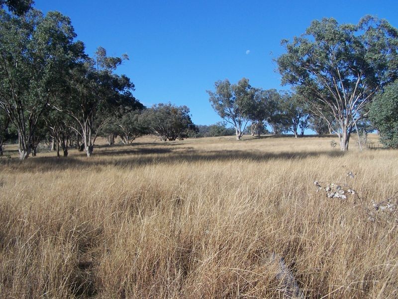 The Wuuluman, Wellington NSW 2820