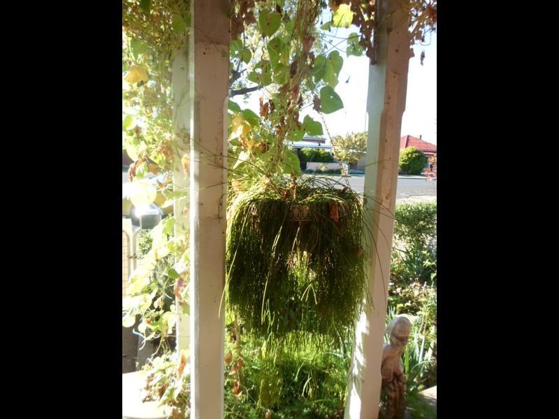 3 Percy Street, Wellington NSW 2820