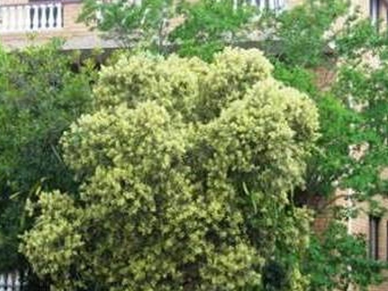 6/17 Central Avenue, Westmead NSW 2145