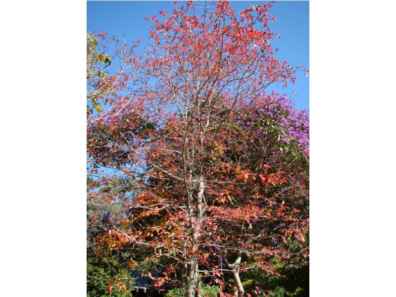 317 Cordeaux Road, Mount Kembla NSW 2526