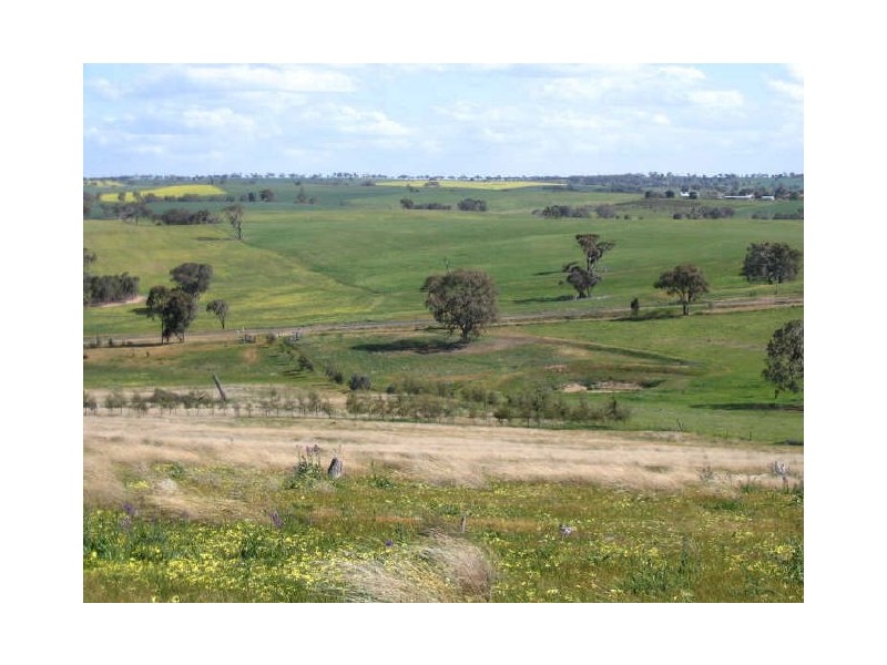 3654 Murringo Road, Young NSW 2594