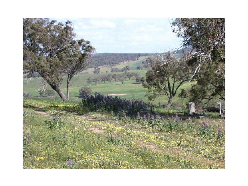 3654 Murringo Road, Young NSW 2594