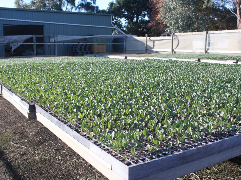 LINDENOW VEGETABLE FARM; MITCHELL RIVER VALLEY, Wuk Wuk VIC 3875