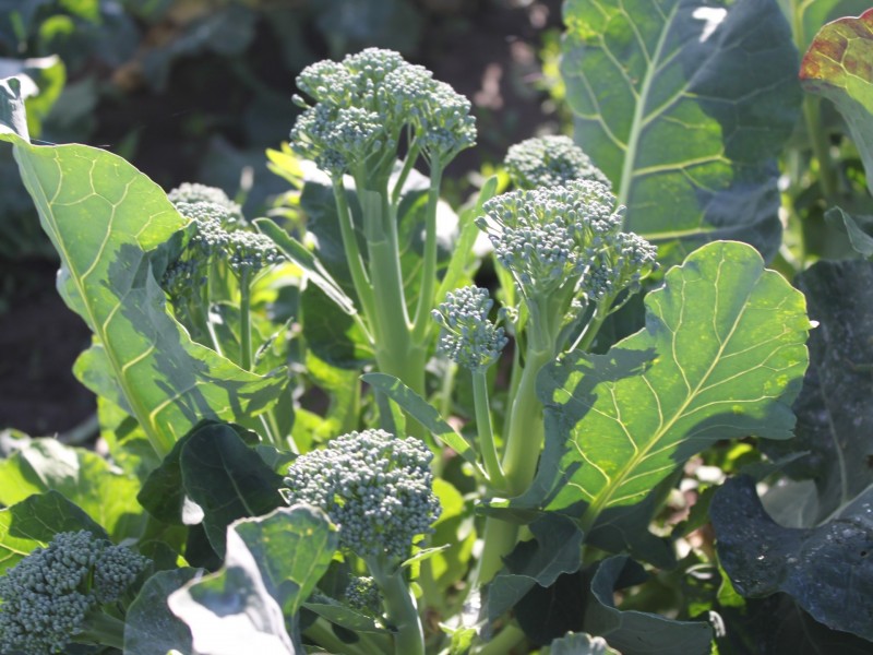 LINDENOW VEGETABLE FARM; MITCHELL RIVER VALLEY, Wuk Wuk VIC 3875