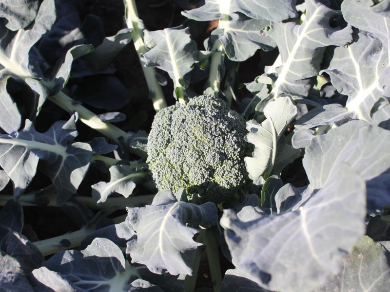 LINDENOW VEGETABLE FARM; MITCHELL RIVER VALLEY, Wuk Wuk VIC 3875