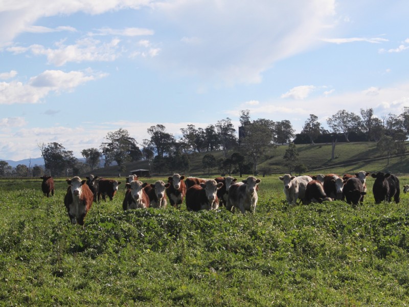 LINDENOW VEGETABLE FARM; MITCHELL RIVER VALLEY, Wuk Wuk VIC 3875