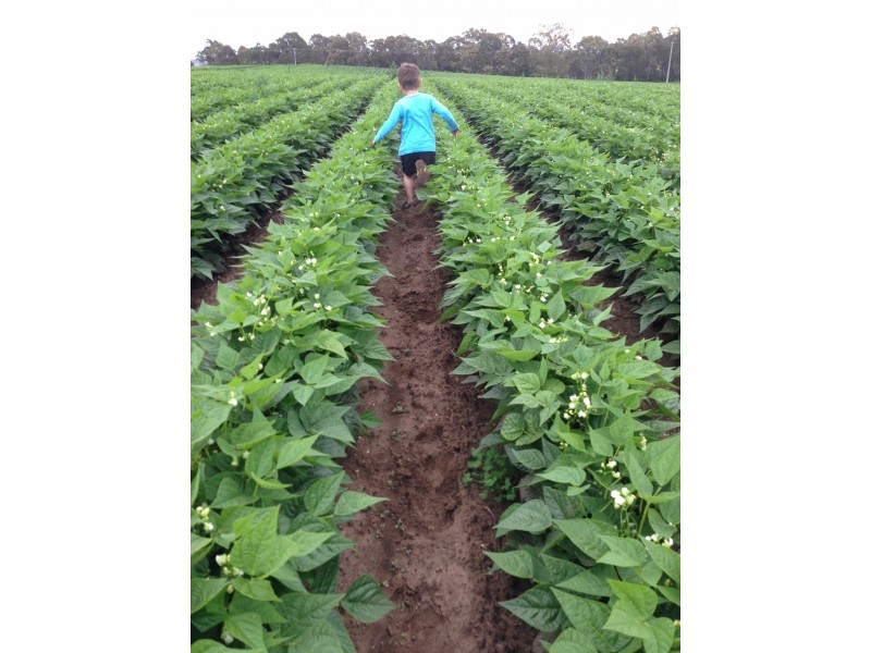 LINDENOW VEGETABLE FARM; MITCHELL RIVER VALLEY, Wuk Wuk VIC 3875