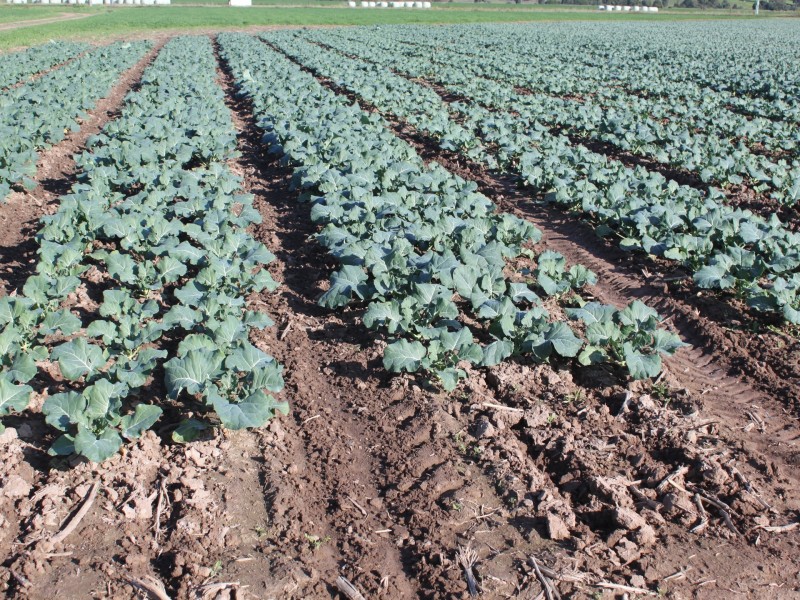 LINDENOW VEGETABLE FARM; MITCHELL RIVER VALLEY, Wuk Wuk VIC 3875