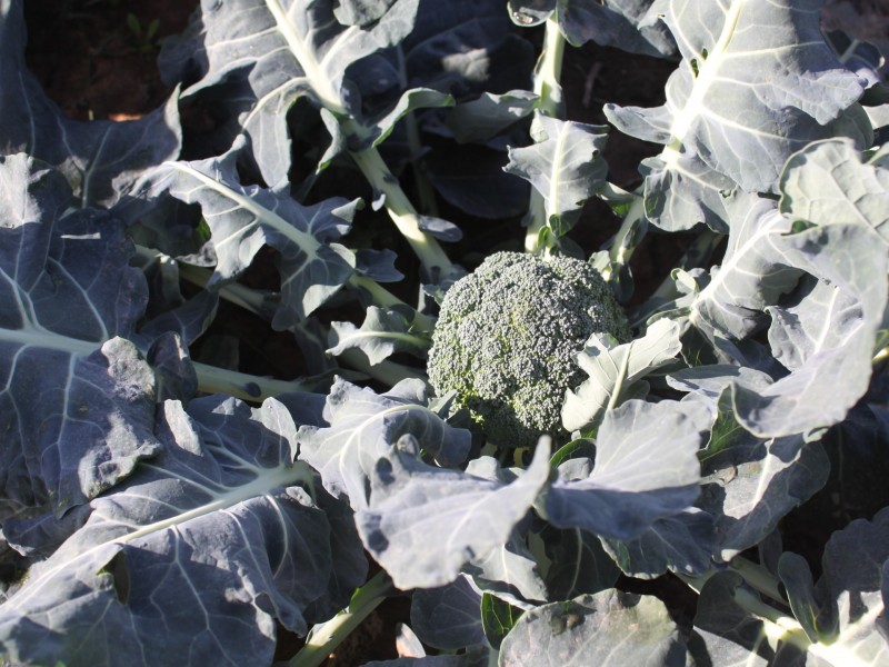 LINDENOW VEGETABLE FARM; MITCHELL RIVER VALLEY, Wuk Wuk VIC 3875