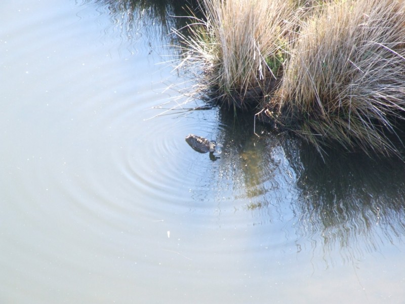 2 Lot 55 Southon Terrace, Nicholson VIC 3882