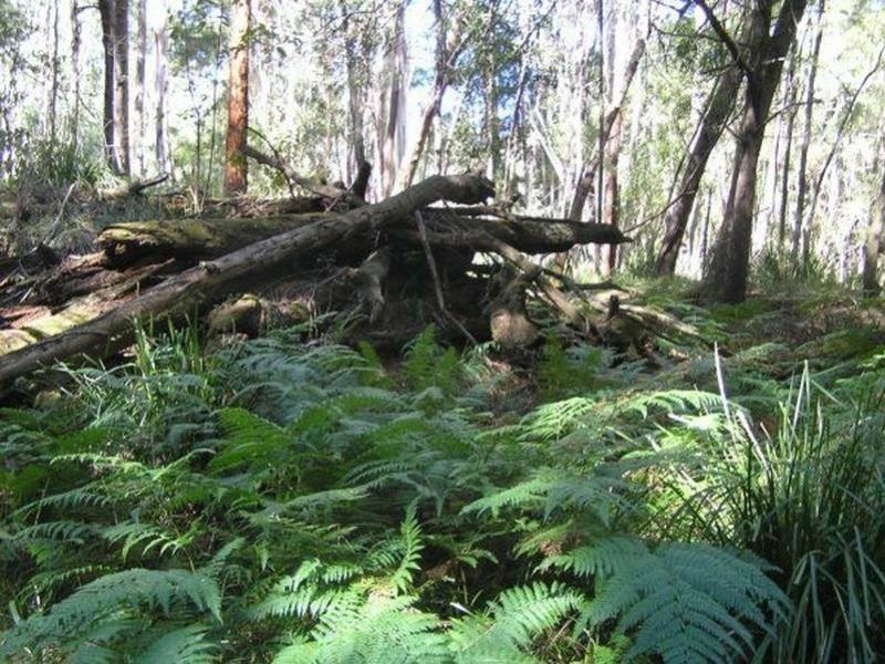 290 Fergusons Road, Buchan South VIC 3885