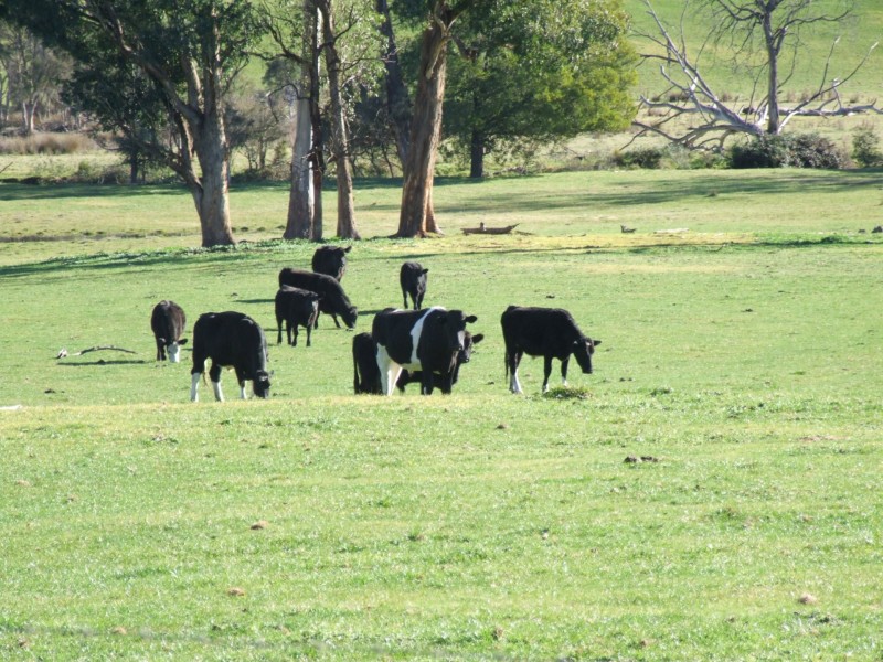 288 Holloways Road, Buchan South VIC 3885