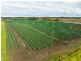 1035 Lindenow/Glenaladale Road, Walpa VIC 3875