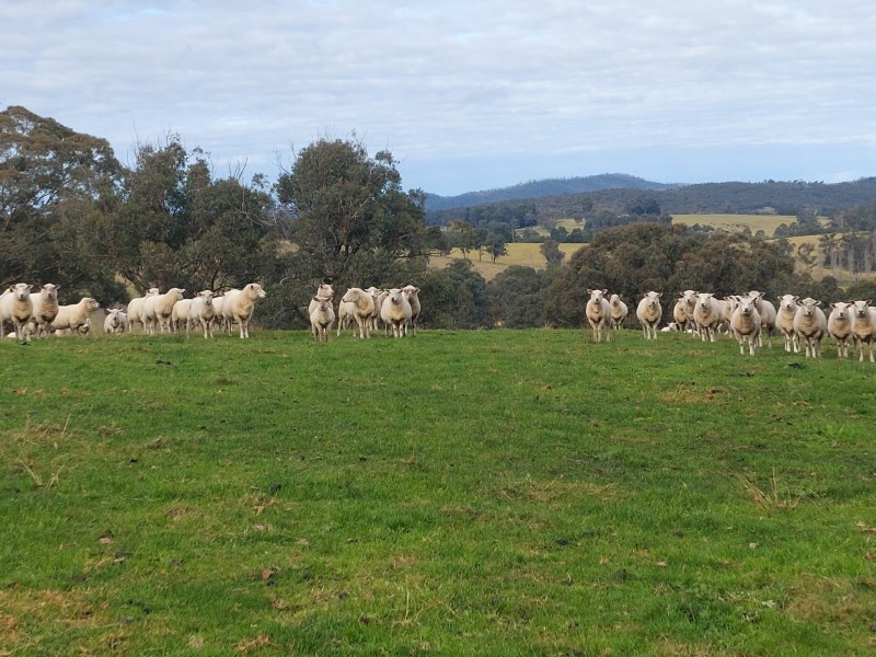 120 Roberts Road, Buchan South VIC 3885