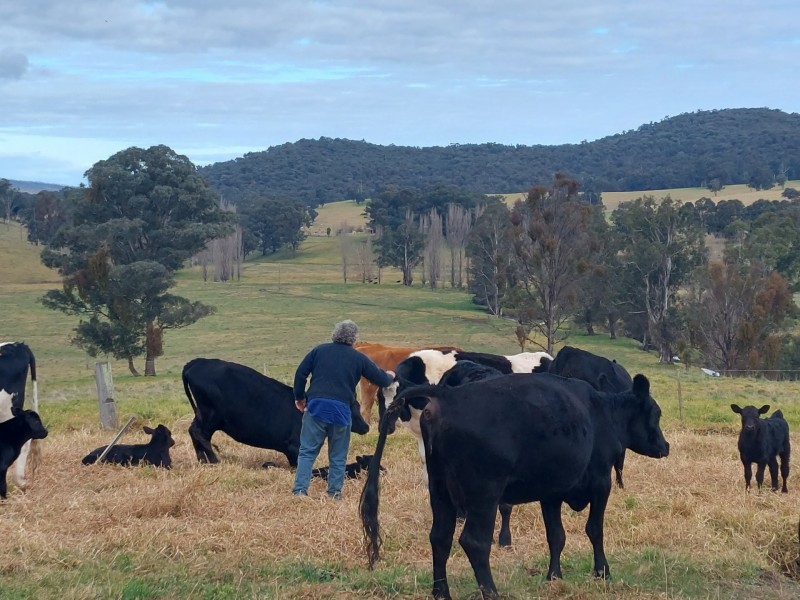 120 Roberts Road, Buchan South VIC 3885