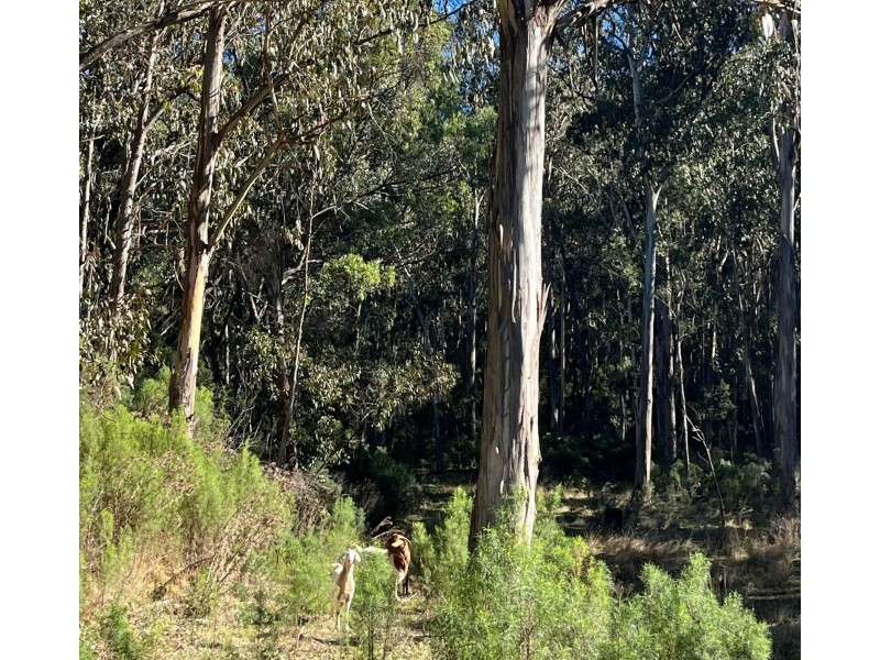 461 Stockyard Road, Tongio VIC 3896