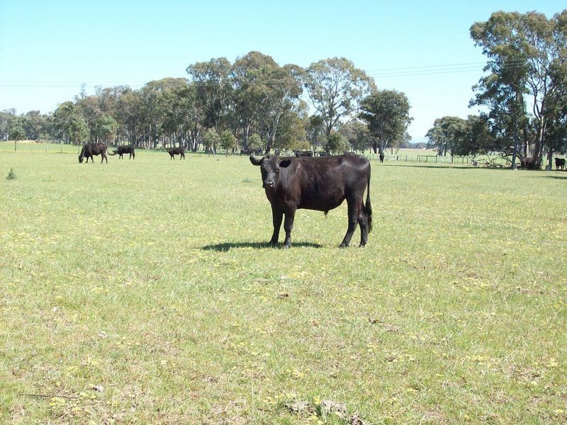 Lot 3 Redcourt Lane, Bairnsdale VIC 3875