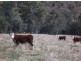 Breakfast Creek Road, Ensay VIC 3895