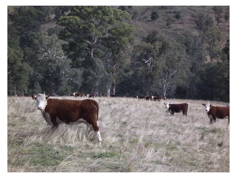 Breakfast Creek Road, Ensay VIC 3895