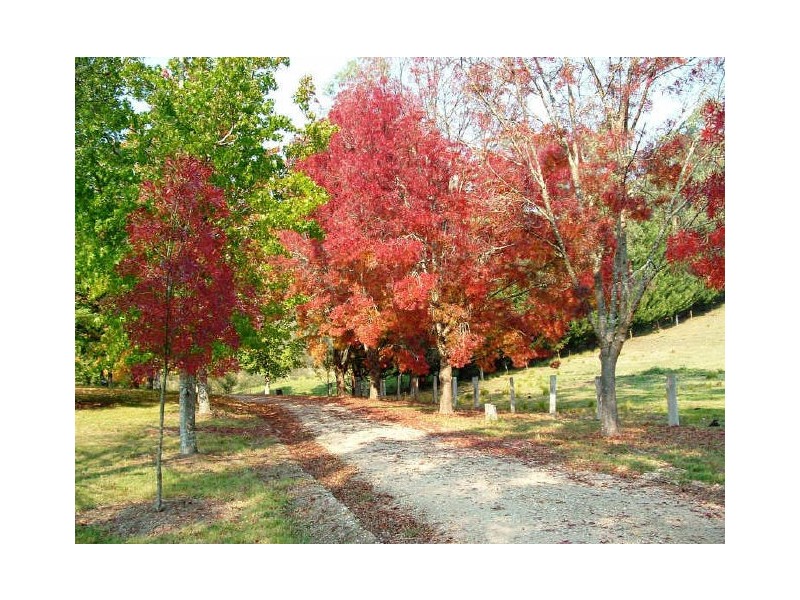 552 Great Alpine Road, Bruthen VIC 3885