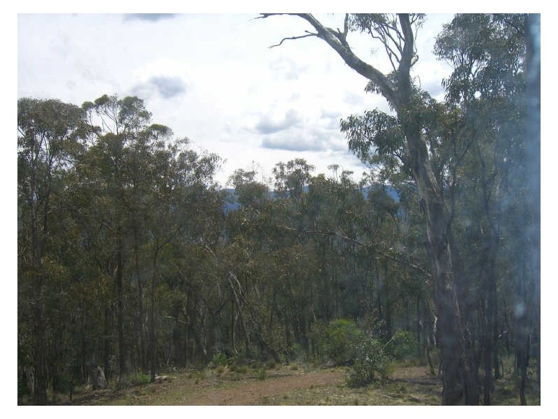 Lot 2 Dargo-Forrest Road, Dargo VIC 3862