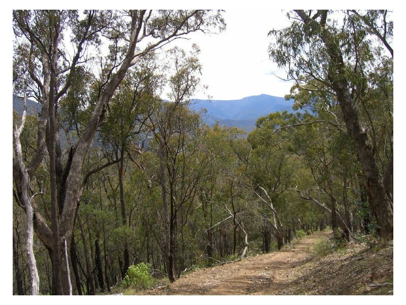 Lot 2 Dargo-Forrest Road, Dargo VIC 3862