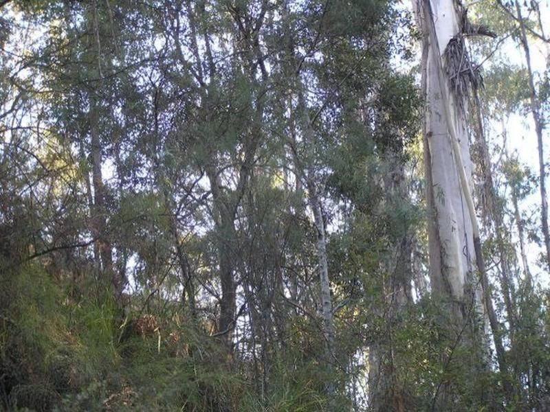 3019 Monaro Highway, Chandlers Creek VIC 3890