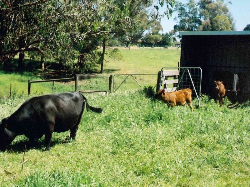 60 Tierney Street, Bairnsdale VIC 3875