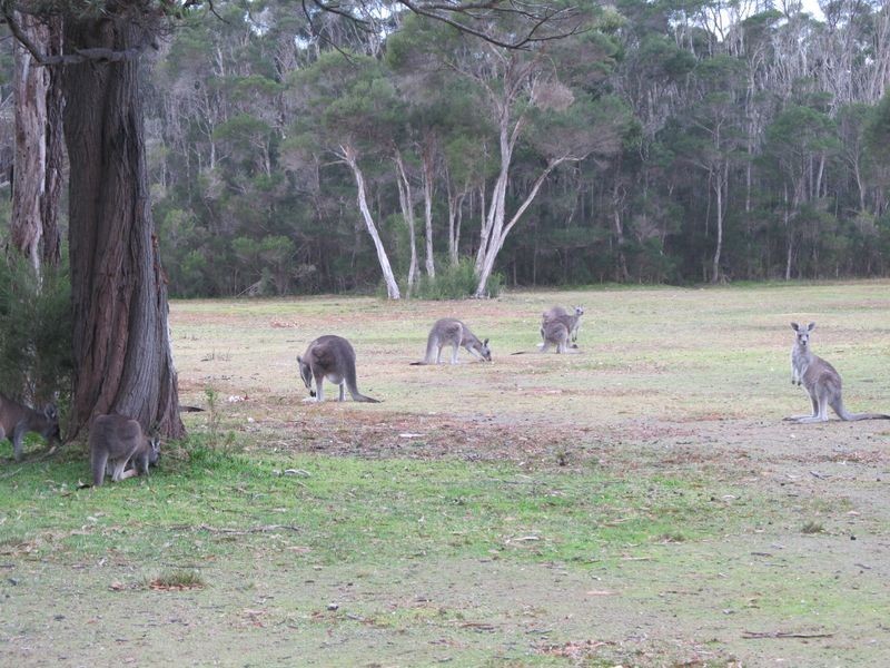 Lodge 15/2 Wattle Point Road, Bairnsdale VIC 3875