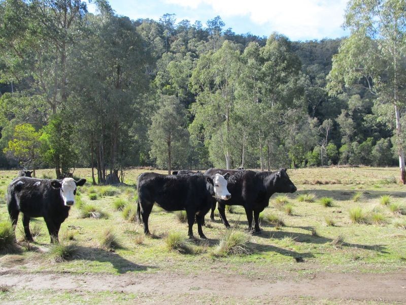 176 Hunter Lane, Buchan VIC 3885