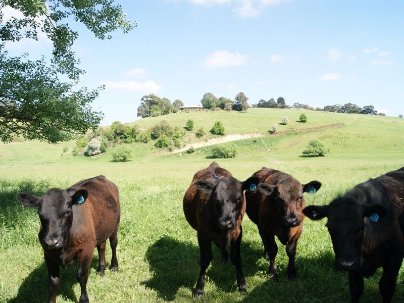 66 Johnsons Road, Tambo Upper VIC 3885